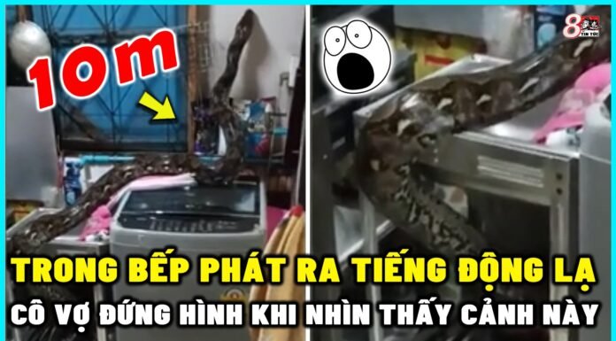 Trong Bếp Phát Ra Tiếng Động Lạ, Cô Vợ Đừng Hình Khi Nhìn Thấy Cảnh Này | 8 TIN TỨC