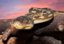 Phát hiện trong bụng trăn có thi thể một người phụ nữ ở Indonesia.